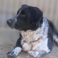 Picolino sucht aktive Menschen, Hund zur Adoption