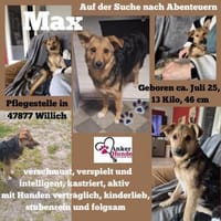 Max sucht ein schönes Zuhause, Hündin zur Adoption