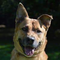 PASTEIS CHAO, chienne à adopter