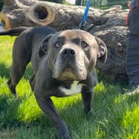 PRADA, chienne à adopter