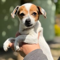 Claire CAA15201, chienne à adopter