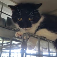 Poisson, chatte à adopter