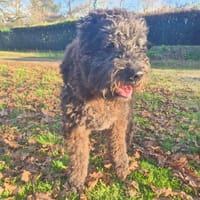 Liouba, chienne à adopter