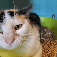 SVEA, chatte à adopter