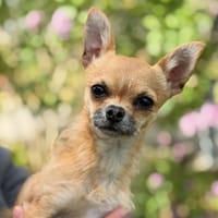 Bentley CAA15185, chien à adopter