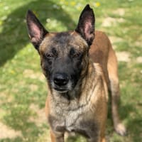 Thanos CAA15193, chien à adopter