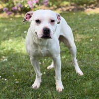 Casper CAA15187, chien à adopter