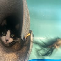 Fantine, chatte à adopter