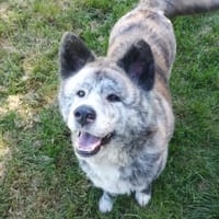 Princess, chienne à adopter