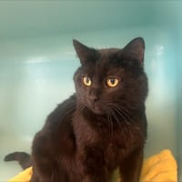 AUAHINUI, chat à adopter