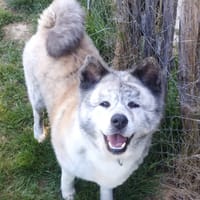 OSIRIS, chienne à adopter