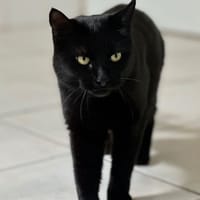 Vaiana, chatte à adopter