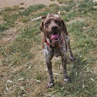 samson, chien à adopter