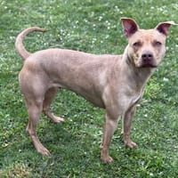 Corail CAA15186, chienne à adopter