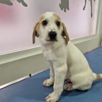 ORION, chien à adopter