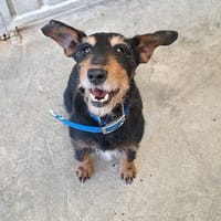 LOUNA, chienne à adopter