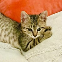 BAMBI, chat à adopter