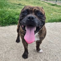 MARLEY QCN, chien à adopter