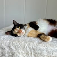 Avada, chatte à adopter