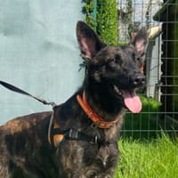 ULCAN, chien à adopter