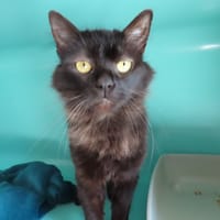NASA, chatte à adopter