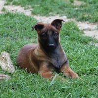 MAA 3637, chien à adopter