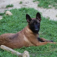 MAA 3639, chien à adopter