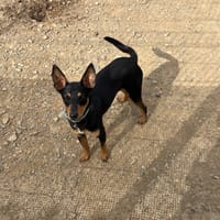 King, chien à adopter