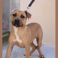 ZOE HAA24756, chienne à adopter
