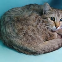 Claire, chatte à adopter