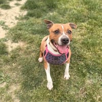 RUBY, chien à adopter