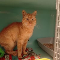 Linotte, chat à adopter