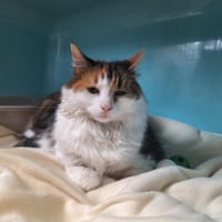 LILOU, chatte à adopter