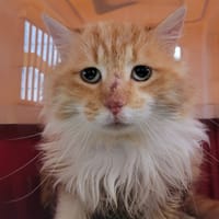 Lion, chat à adopter
