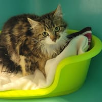 Cancer, chatte à adopter