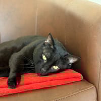 Kedavra, chat à adopter