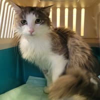 Gémeaux, chat à adopter