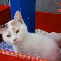 Eline, chatte à adopter