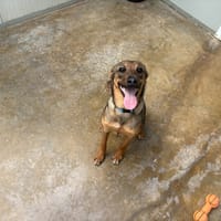 Lina, chienne à adopter