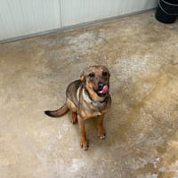 Lina, chienne à adopter