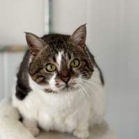 Pomona, chatte à adopter