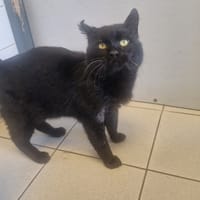 RADOUDOUILLE, chat à adopter