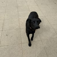 XANTI, chien à adopter