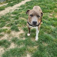 AKIRA, chienne à adopter