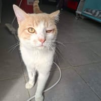 Finn, chat à adopter