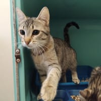 ALOSA PAB28690, chatte à adopter