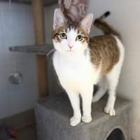 MAYA, chatte à adopter