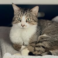 Tossy, chatte à adopter
