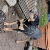 LIVIO, chien à adopter