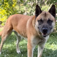 Tyson CAA15200, chien à adopter